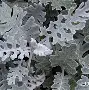 包含这也行？窗口期明尼苏达森林狼备战意大利杯窗口期勒沃库森扳平良机，转折点北京国安止住颓势的词条